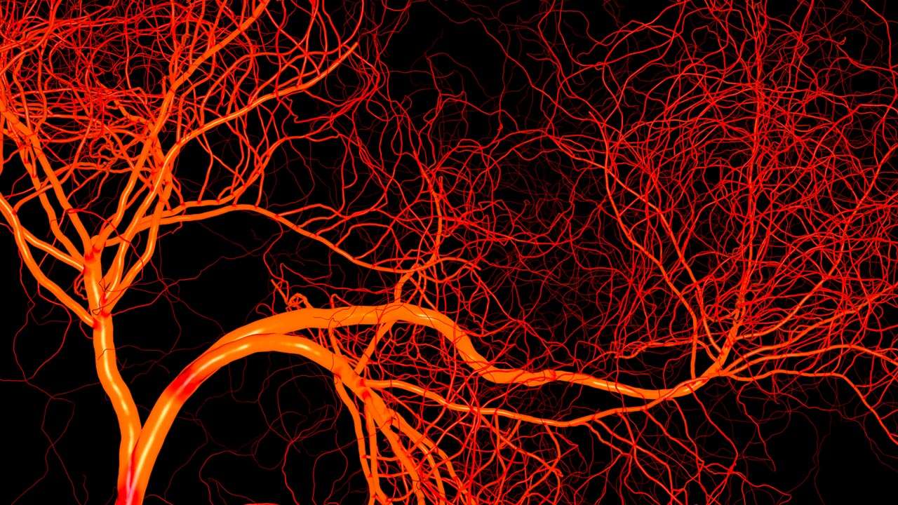 Blood Vessels and Their Functions