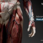 Vascular Surgery